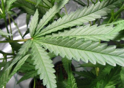 Democrats call expungement provision ‘critical’ to marijuana legalization